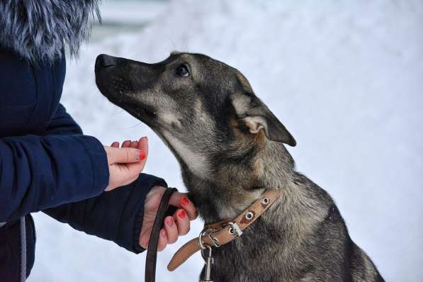 Собака ищет дом в Томске