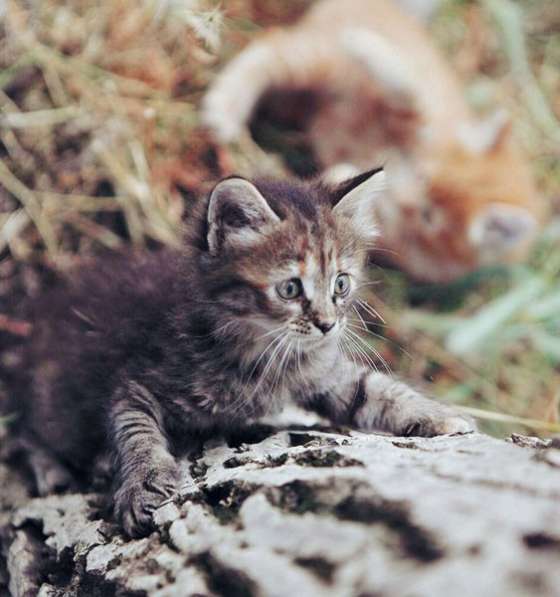 Бесподобные котята-малыши, мальчик и девочка ищут дом в Краснодаре