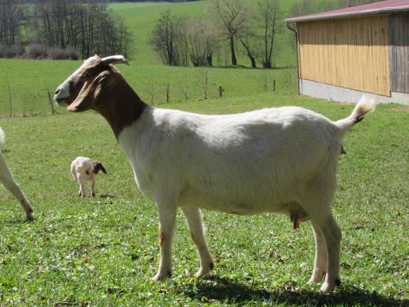 Племенные козы Бурской породы (Скот из Европы класса Элита) в фото 7