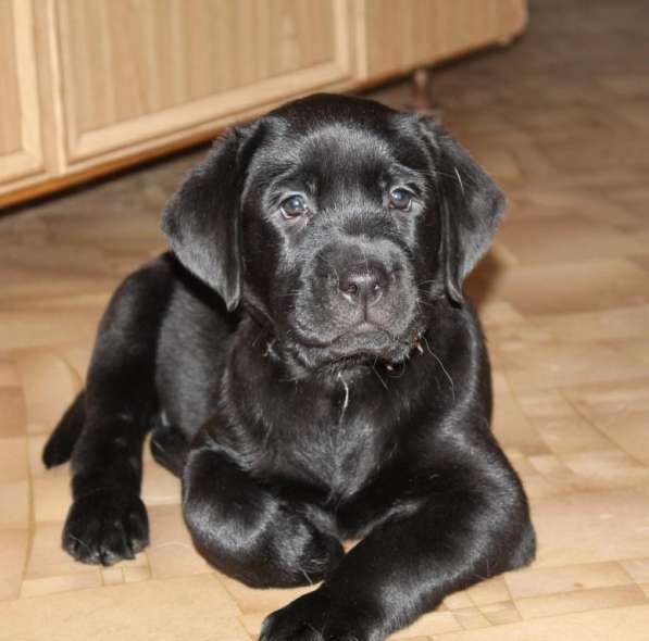 Щенки Лабрадора ретривера в Нижнем Новгороде фото 6