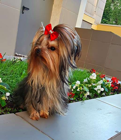 МИНИ МАЛЬЧИК РКФ в Москве