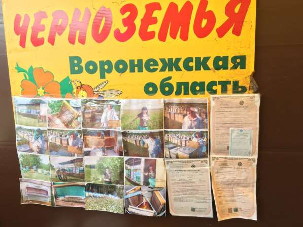 Мёд с Воронежской области, пасека кочевая в Щелково фото 4