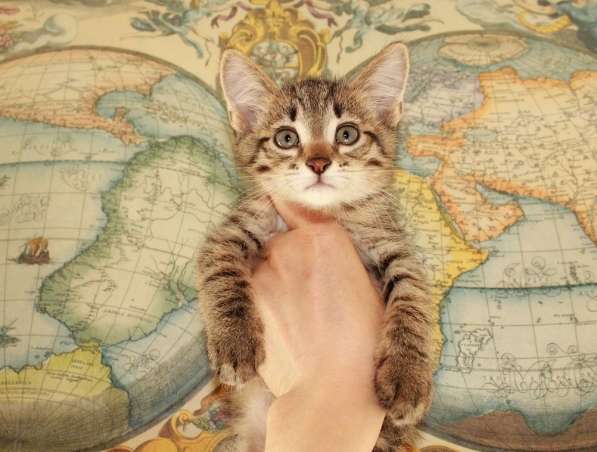 Серые мурлыки, котята в добрые руки в Калуге фото 34