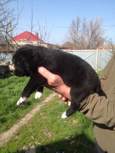 Щенки алабая в Крымске фото 6