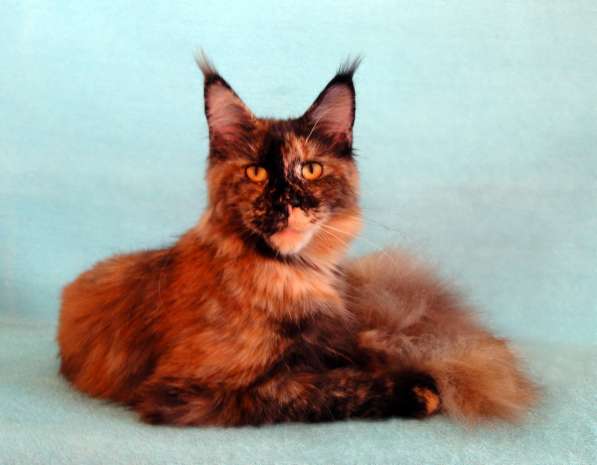 Апельсинки к Новому Году в Рязани фото 120