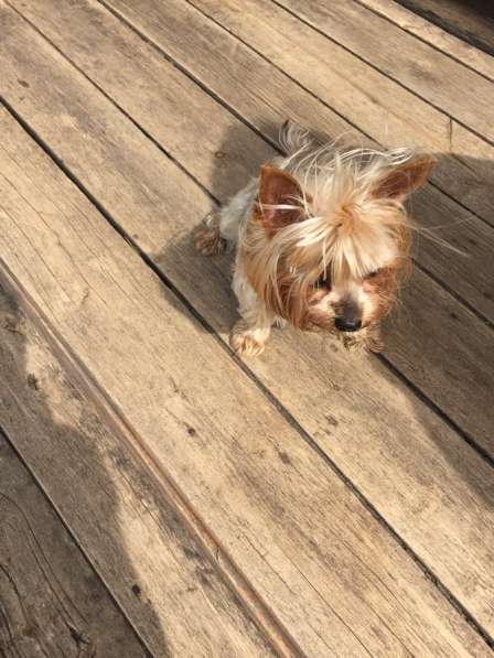 Йорк в Москве фото 4