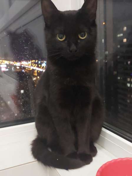 Кошка Чёрная Мамба ищет дом в Химках фото 11