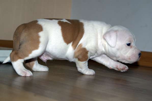 Для ценителей Амстаффтерьера РКФ в Пензе фото 21