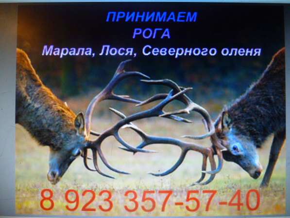Куплю Рога в Красноярске