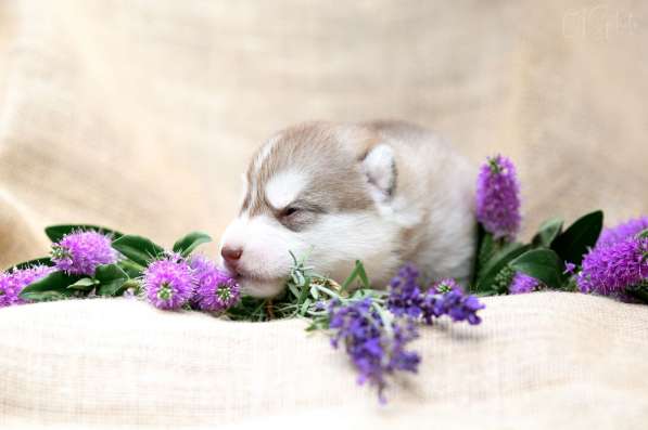 Pure breed Siberian husky puppies в фото 5