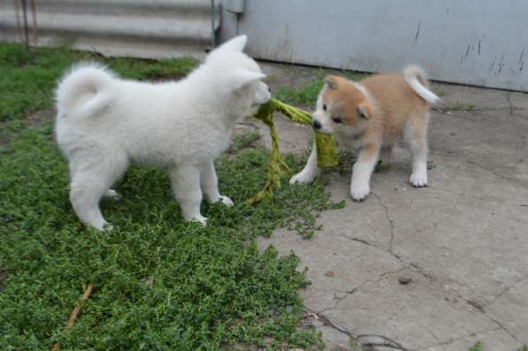 Продаются щенки в Москве фото 5