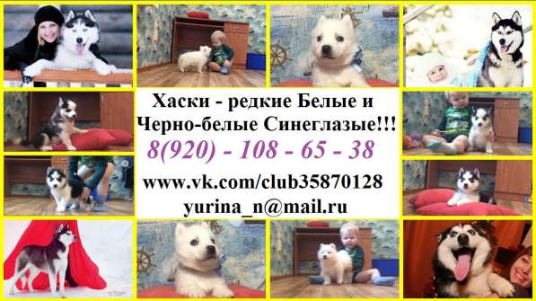 Хаски щеночки черно-белые очаровательные в Сыктывкаре