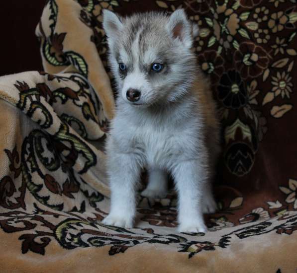 Щенки хаски Хороший выбор в Москве фото 6