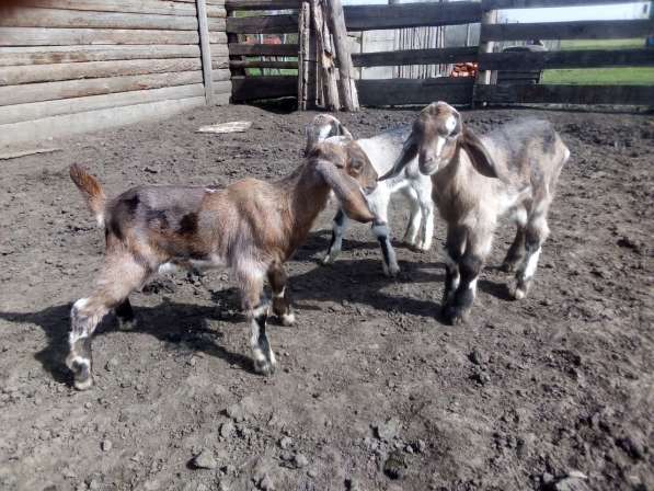 Англо-нубийские козлята в Краснодаре фото 11