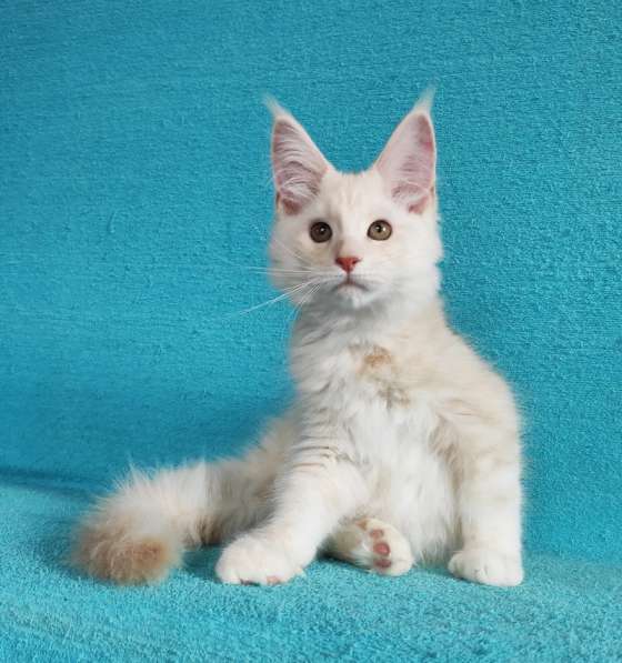 Котики мейн-кун из питомника в Владимире фото 10