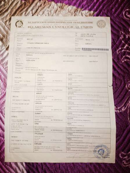 Продается кобель западно-сибирской лайки в фото 4