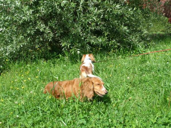 Выбор щенка в Москве фото 11