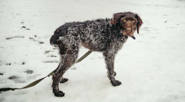 Красотка собака породы Дратхаар в Санкт-Петербурге фото 11