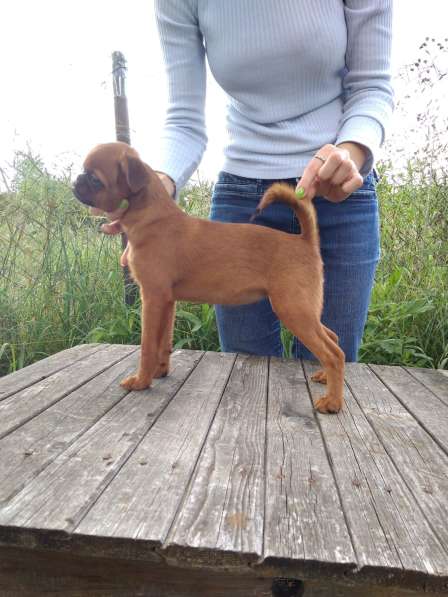 Великолепные щенки гриффона и пти-брабансона. Вязки в Москве фото 40