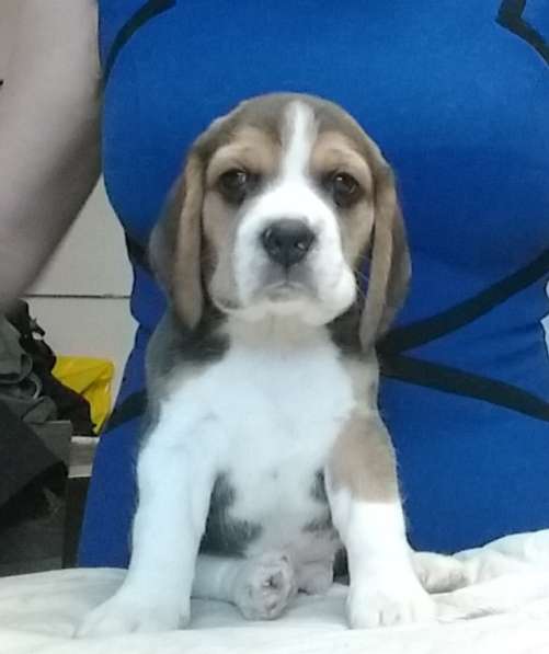 Щенки Бигля в Москве фото 5