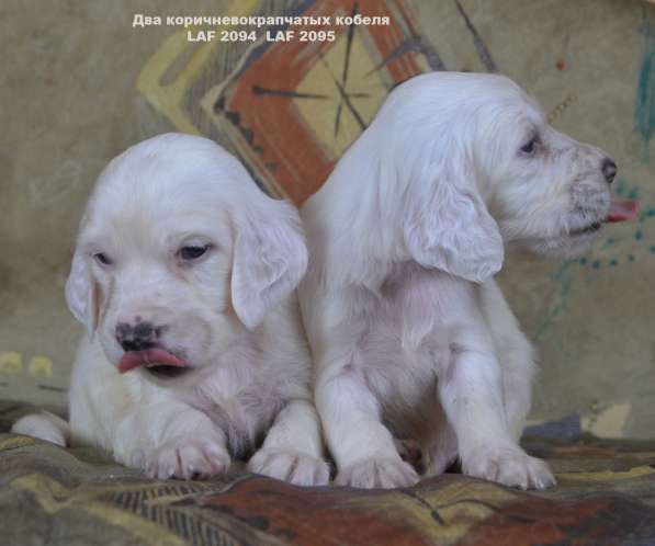 Английский сеттер щенки из элитного питомника в Москве фото 104