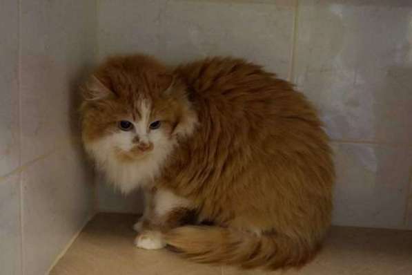 Солнечная кошка Милочка в Москве фото 45