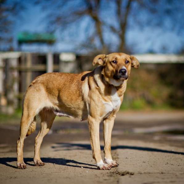 Золотая девочка ищет дом! в Москве фото 4