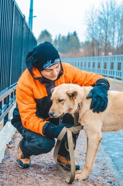 Нежный пес с золотой шерстью ищет дом в Санкт-Петербурге фото 7