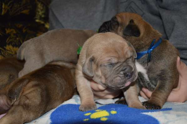 Кане Корсо разных окрасов в Севастополе фото 3