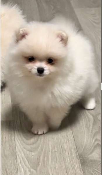 Померанский шпиц в фото 7