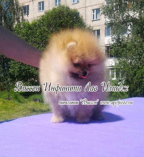 Три шикарные шпице-девочки в Москве фото 3