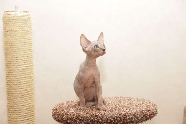 Котята канадского сфинксв в Москве фото 7