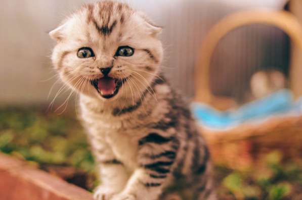 Роскошные котята scottish fold с родословной в Саратове фото 14