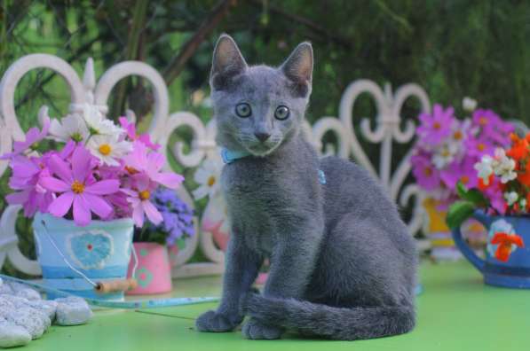 Loki Sheer Love русский голубой котик от Чемпиона Мира WCF в Краснодаре фото 6