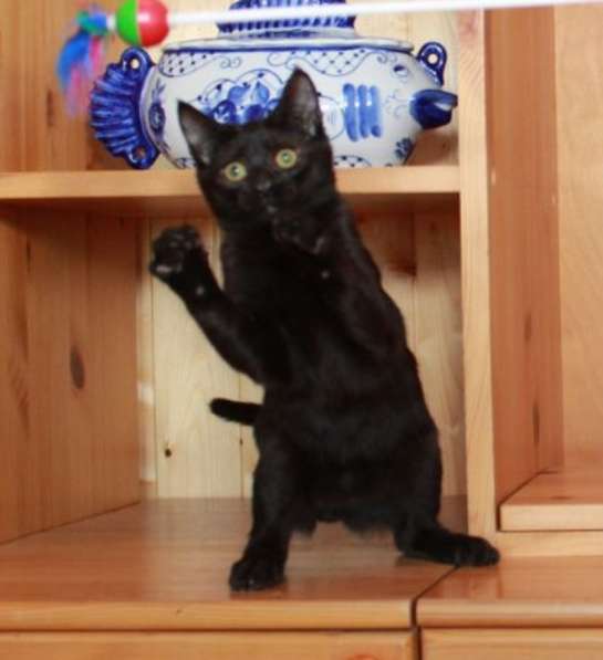 Котята в добрые руки. Рыжие девочки в Москве фото 31