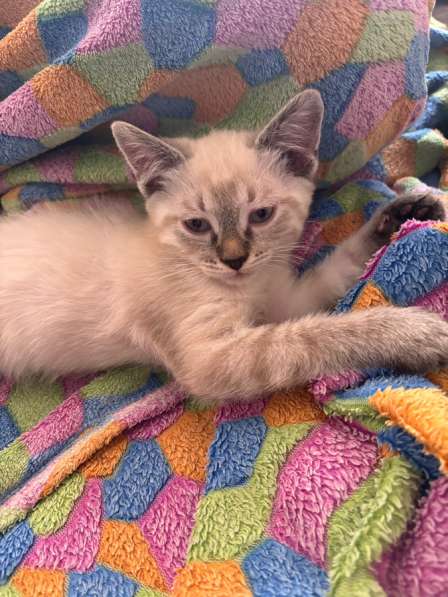 Котенок сиамец