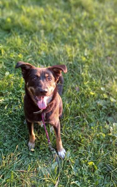 Собака в добрые руки в Подольске фото 7