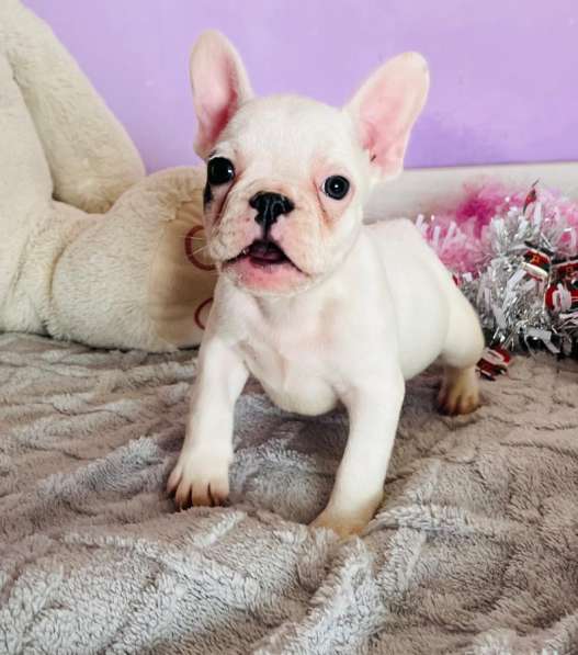 Французский бульдог в Уссурийске фото 6