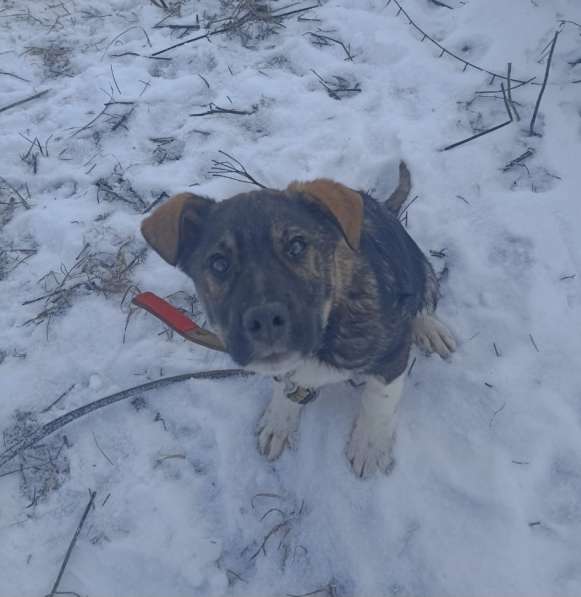 Славный мальчишка по имени Бой ищет семью в Луховицах