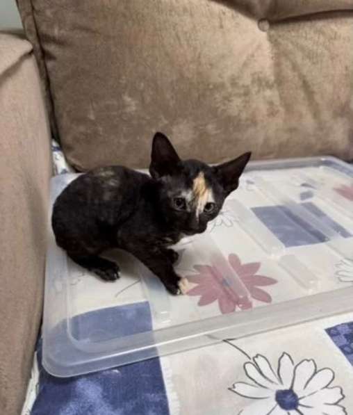 Котята Корниш-рекс в Москве