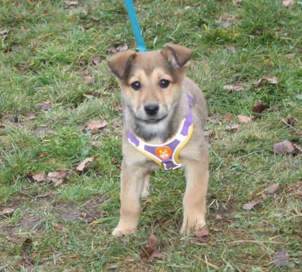 Малышка Нюша очень ждет своего родного ЧЕЛОВЕКА в Москве фото 5