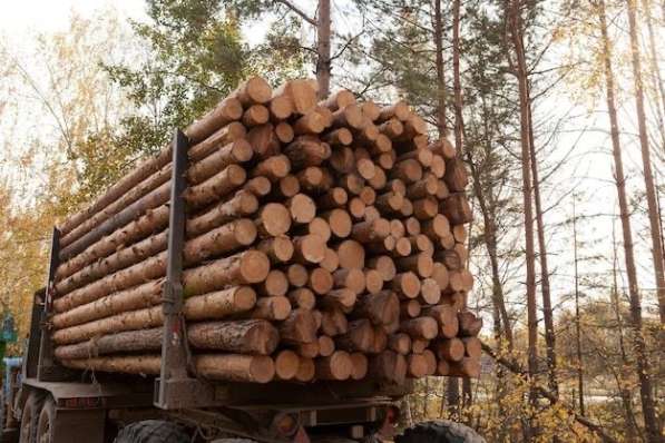 Лес Кругял - Все виды по всей России в Воронеже