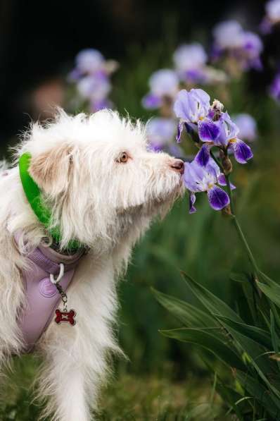 Очаровательный белый пёсик Банди в дар в Москве фото 3