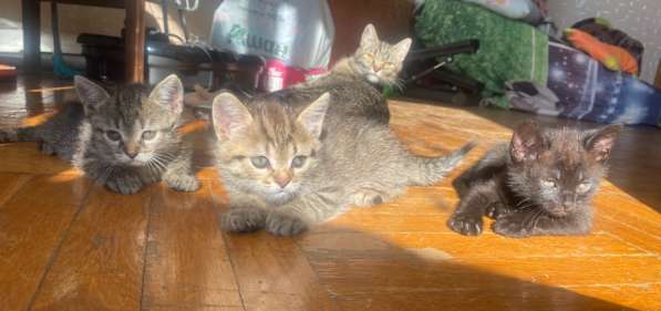 Котята в добрые руки в Краснодаре