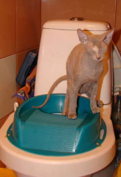 Сфинкс кошечка в Санкт-Петербурге