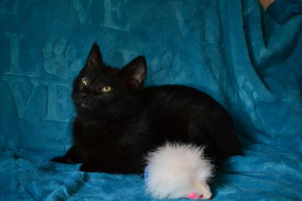 Маленькая охотница на игрушки в Санкт-Петербурге фото 11