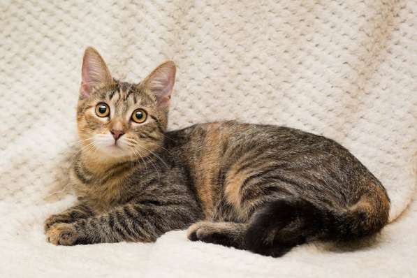 Полосатая трехцветочка котёнок Теюшка в дар