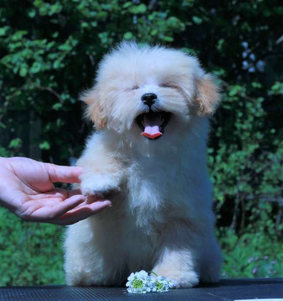 Мальтипу Ф1 щенки мини в Москве фото 6