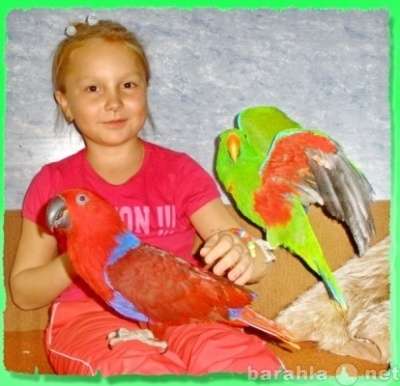 Благородный попугай, самец Эклектус