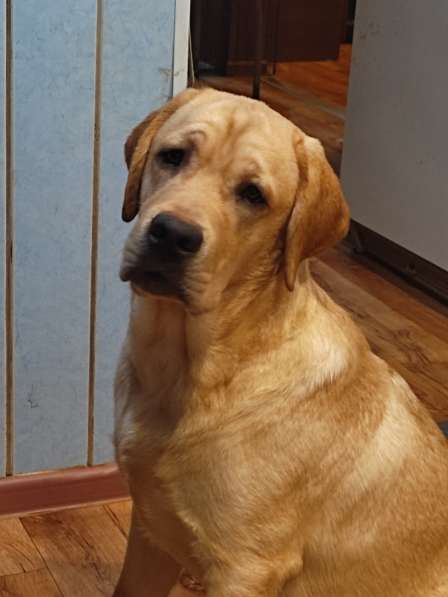 Продам щенка лабрадора, мальчик, 6 мес в Кингисеппе фото 3